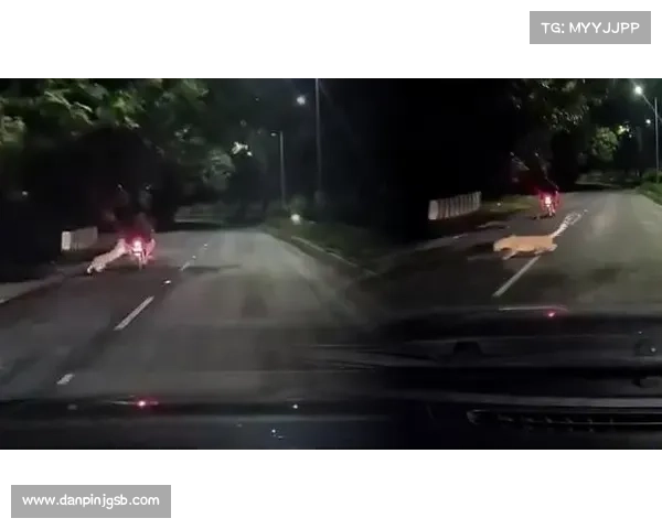 机车赛事惊魂时刻高速失控酿悲剧骑手安危牵动观众心弦